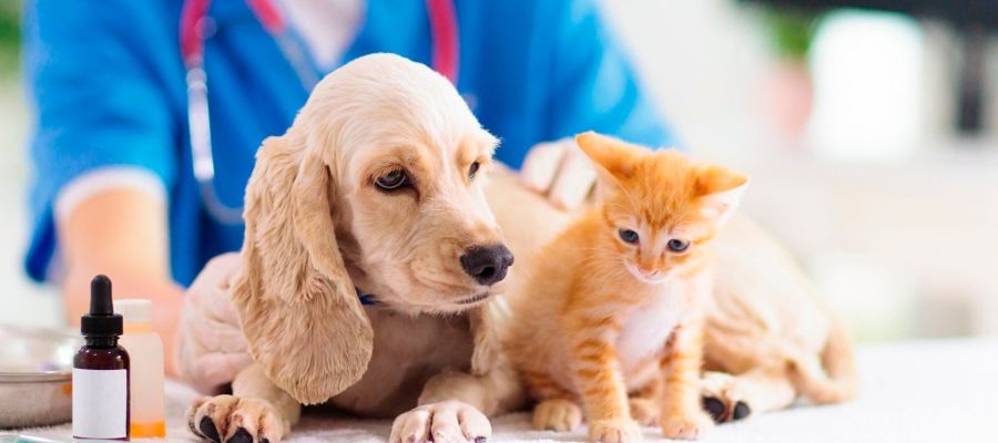 Veterinarios