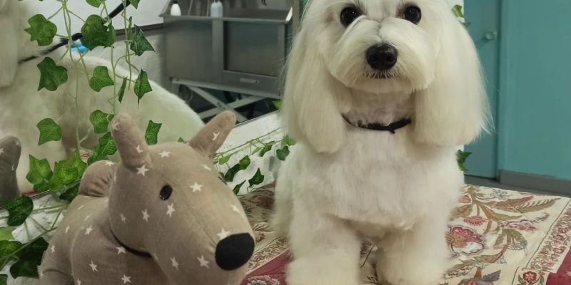 Peluquería canina Don Monchu