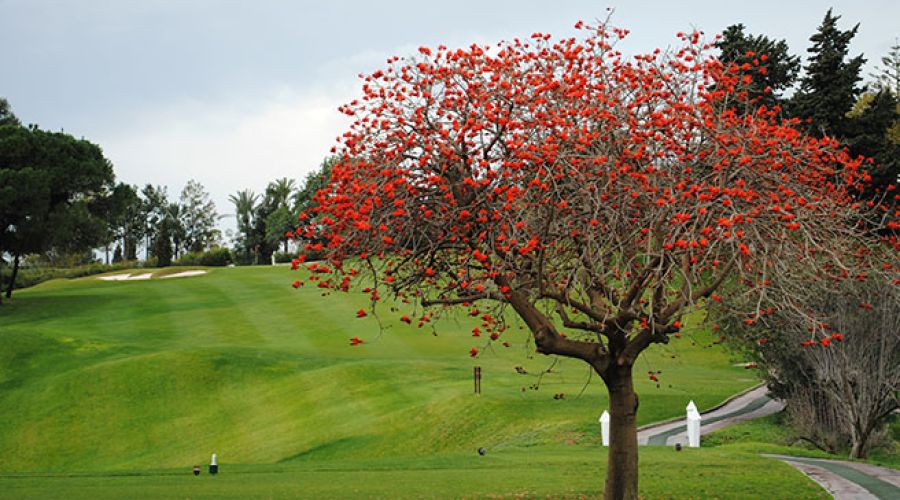 Club de Golf Aloha