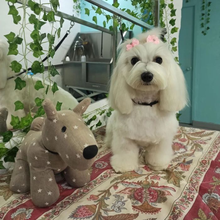Peluquería canina Don Monchu