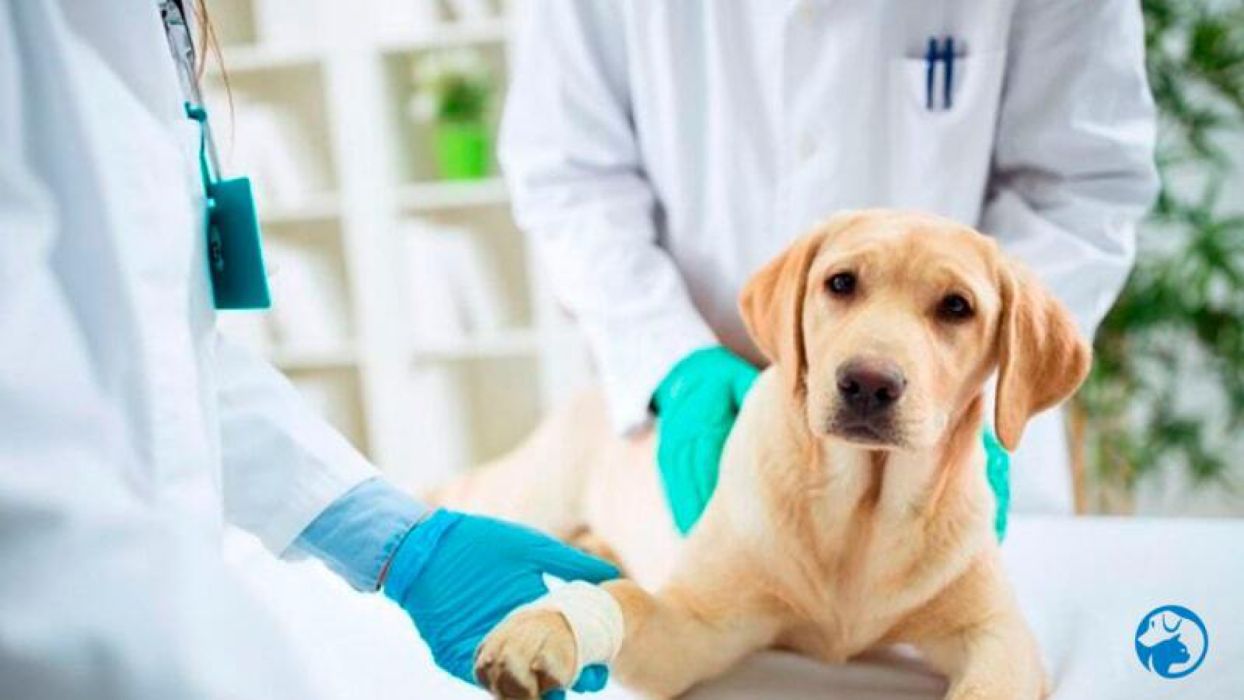 Pet Care