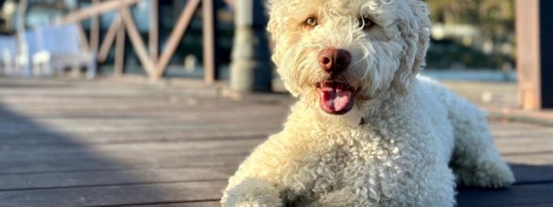 Viajar con mascotas