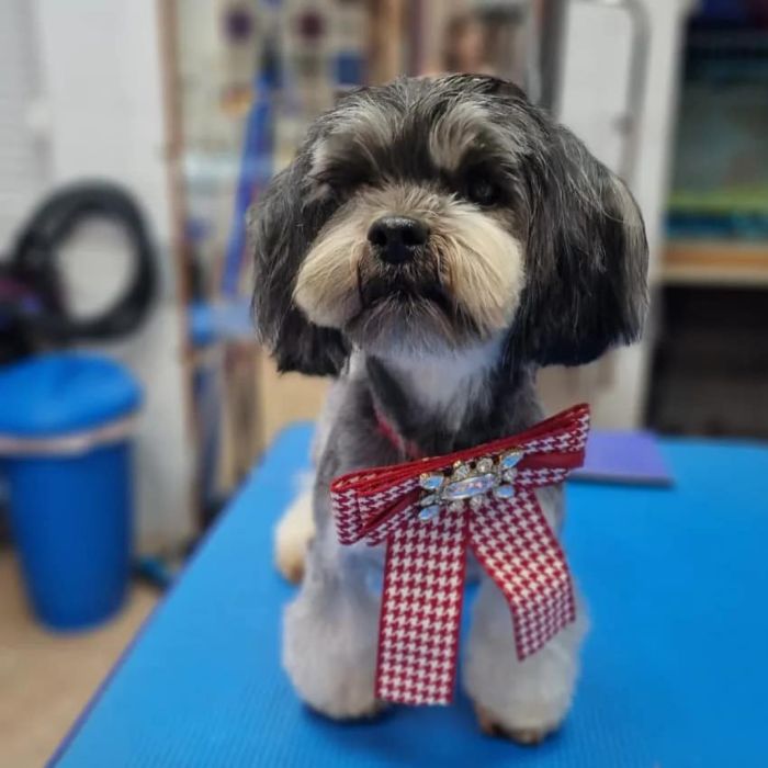 Almaz , Dog beauty salon, Dog grooming salon