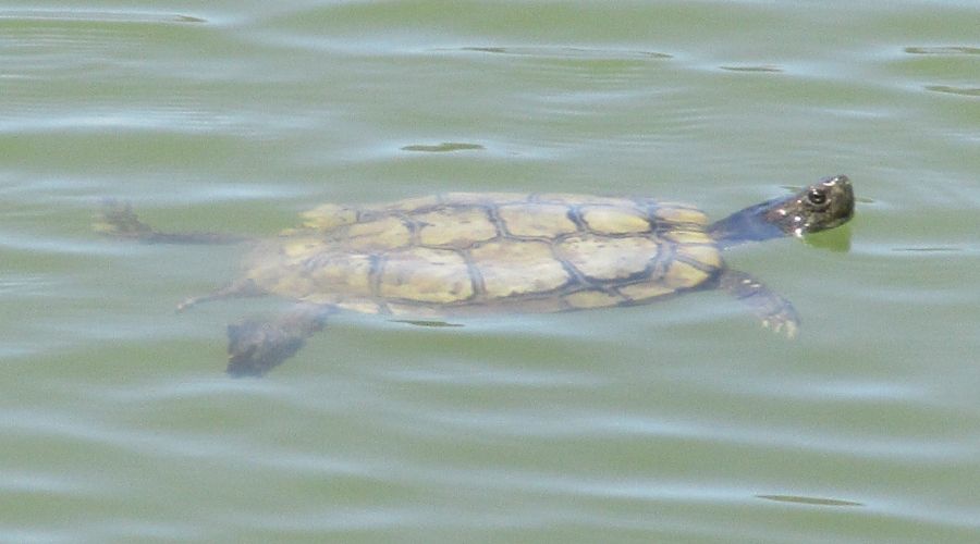Tortugas del pantano