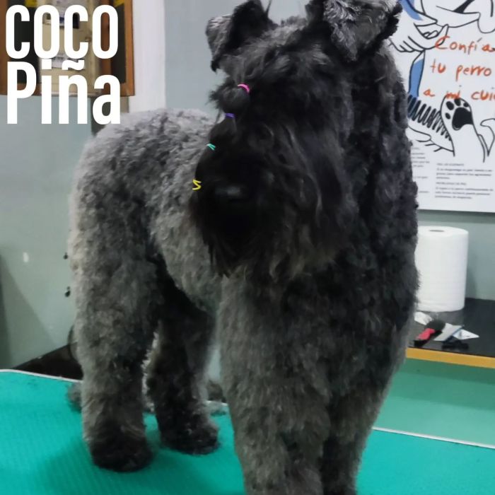 Coco & Piña