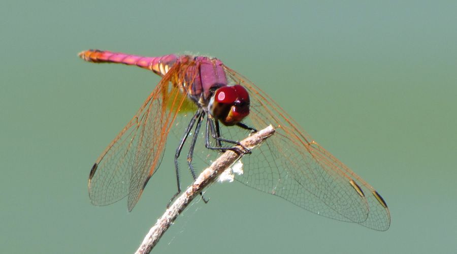 Insectos del pantano - Libélula