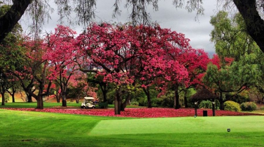 Real Club de Golf Las Brisas