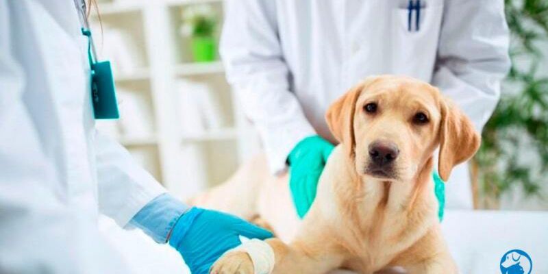 Pet Care