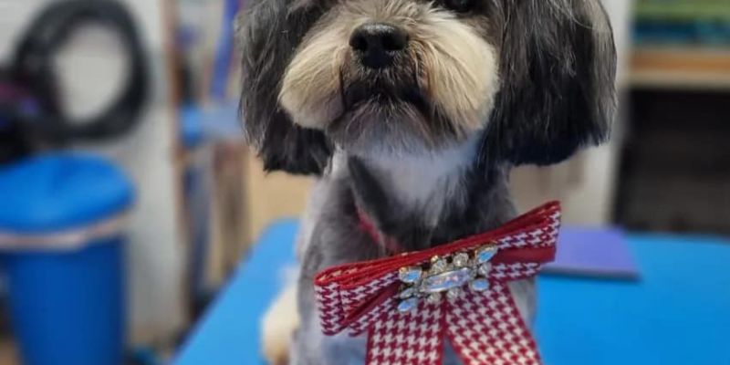 Almaz , Dog beauty salon, Dog grooming salon