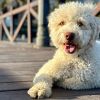Viajar con mascotas