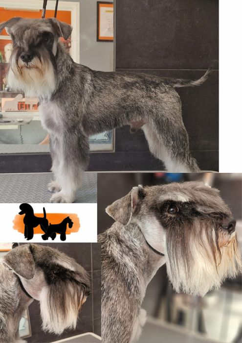 Bella-Can