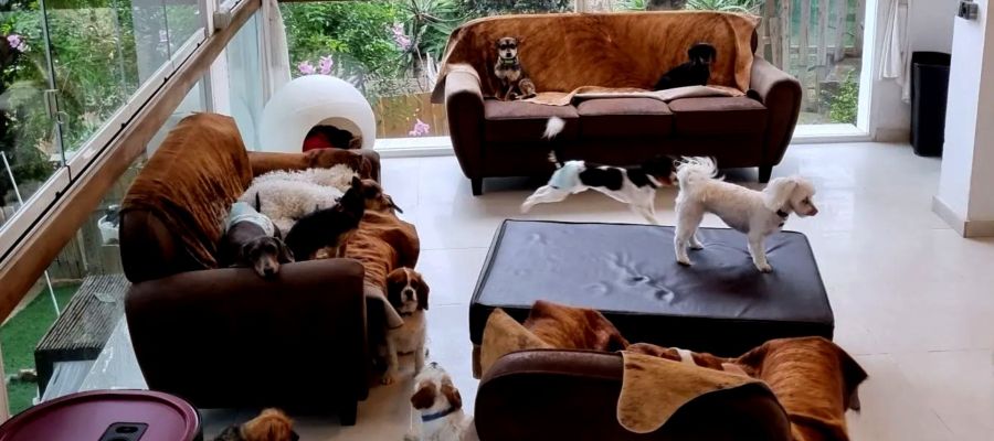 Hoteles para mascotas