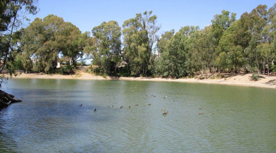 Patos del pantano