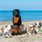 El Pinillo (Playa canina)